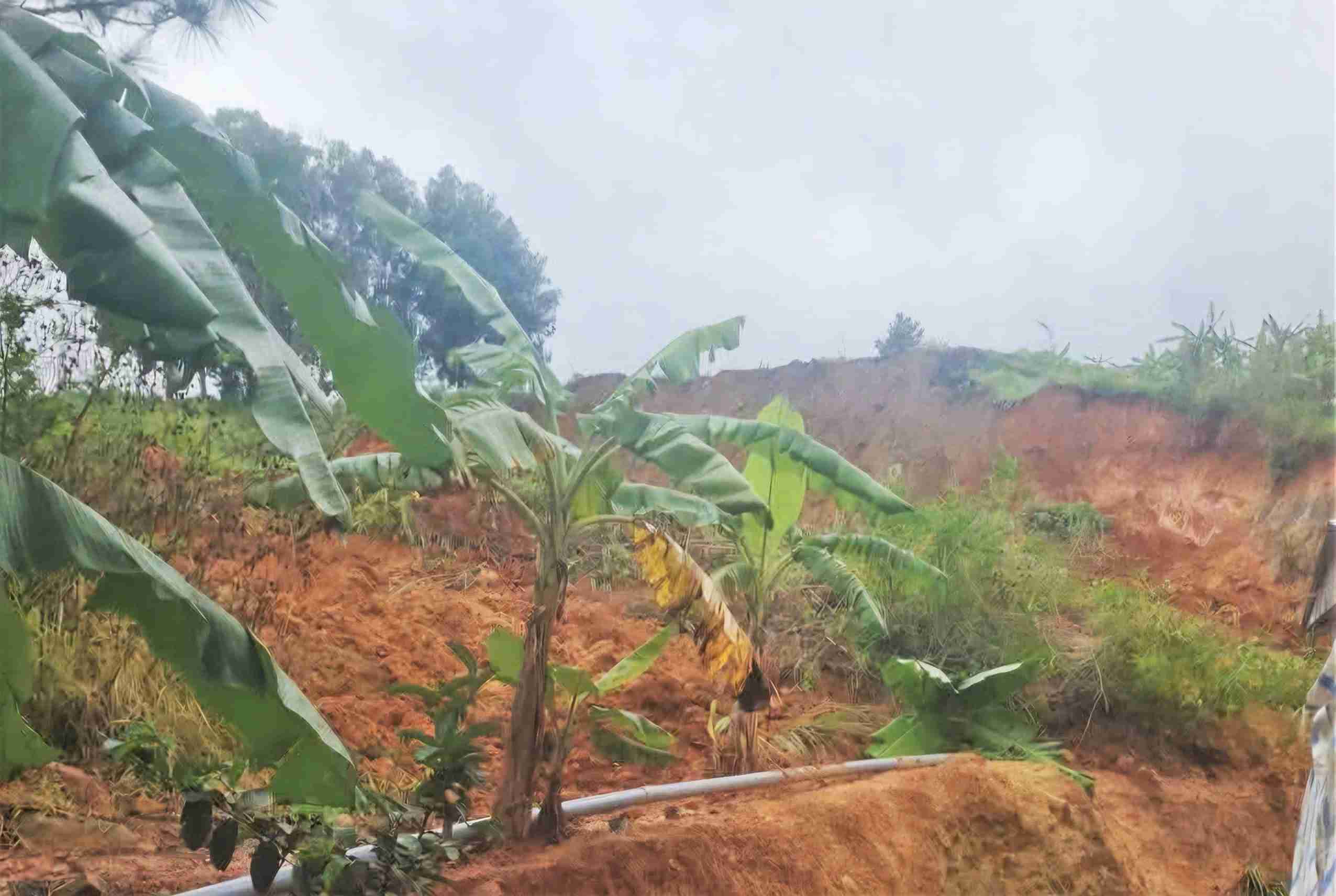 Mot phan doi thong rong 35ha bi sat lo, sut lun nghiem trong. Anh: UBND xa Hiep Thanh cung cap