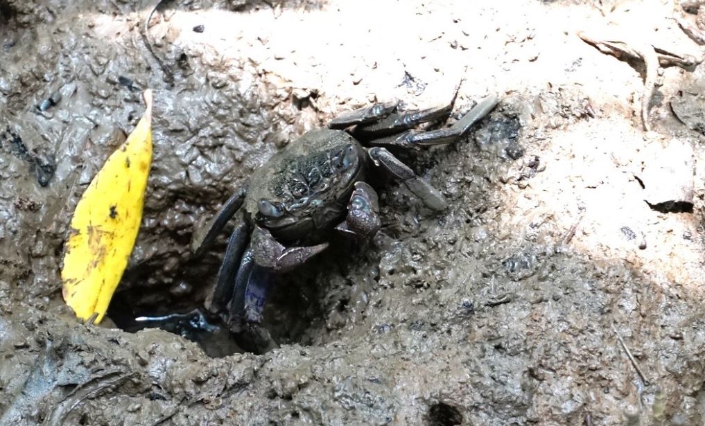 Nho khoanh vung nuoi, cac loai thuy san duoi tan rung sinh soi, phat trien mang lai sinh ke cho nguoi dan. Anh: Phuong Anh