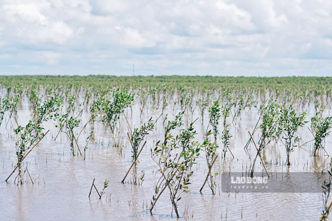Gieo mam xanh, giu dat lanh tren bien Vinh Chau. Anh: Phuong Anh