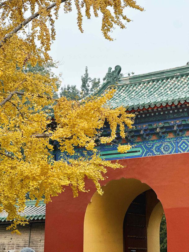 Nhung cay ngan hanh thay ao vang ruc o Tu Cam Thanh. Anh: Nhan vat cung cap