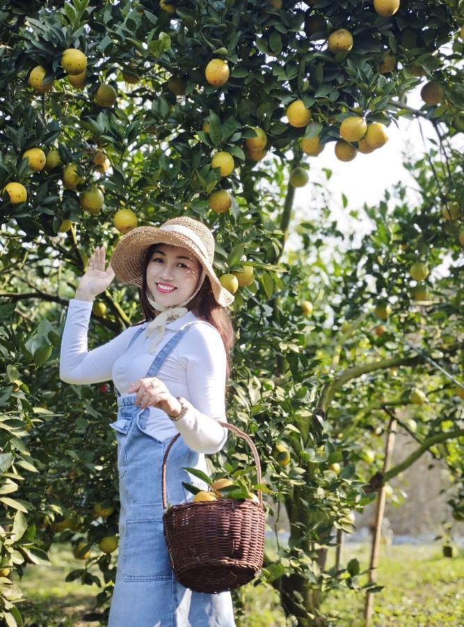 Du khach chup anh check-in trong vuon cam Cao Phong.