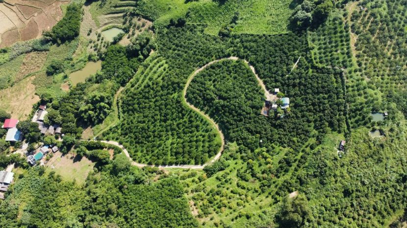 The entire old Cao Phong district (now part of Phu Tho province) currently has about 1,700 hectares of oranges and tangerines. Photo of the orange season at Vita Garden.