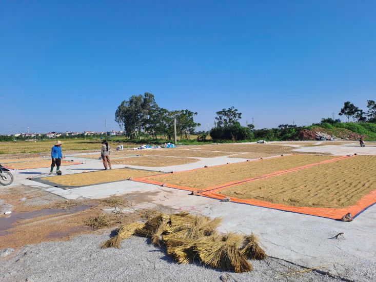 The project area is still rice fields, people are engaged in agricultural production. Photo: PV