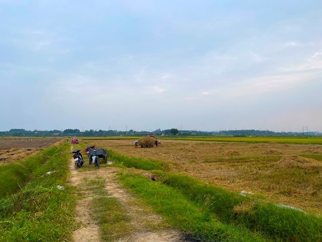 People may be fined for arbitrarily converting rice-growing land to other types of land in the agricultural land group. Photo: Huy Hung