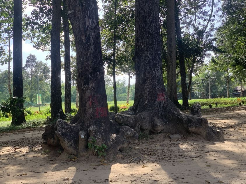 Nhung cay dau co thu. Anh: Ky Lam