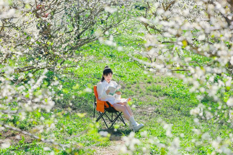 Tourists capture beautiful moments next to the early blooming plum blossom garden on Moc Chau plateau. Photo: Nhat Minh