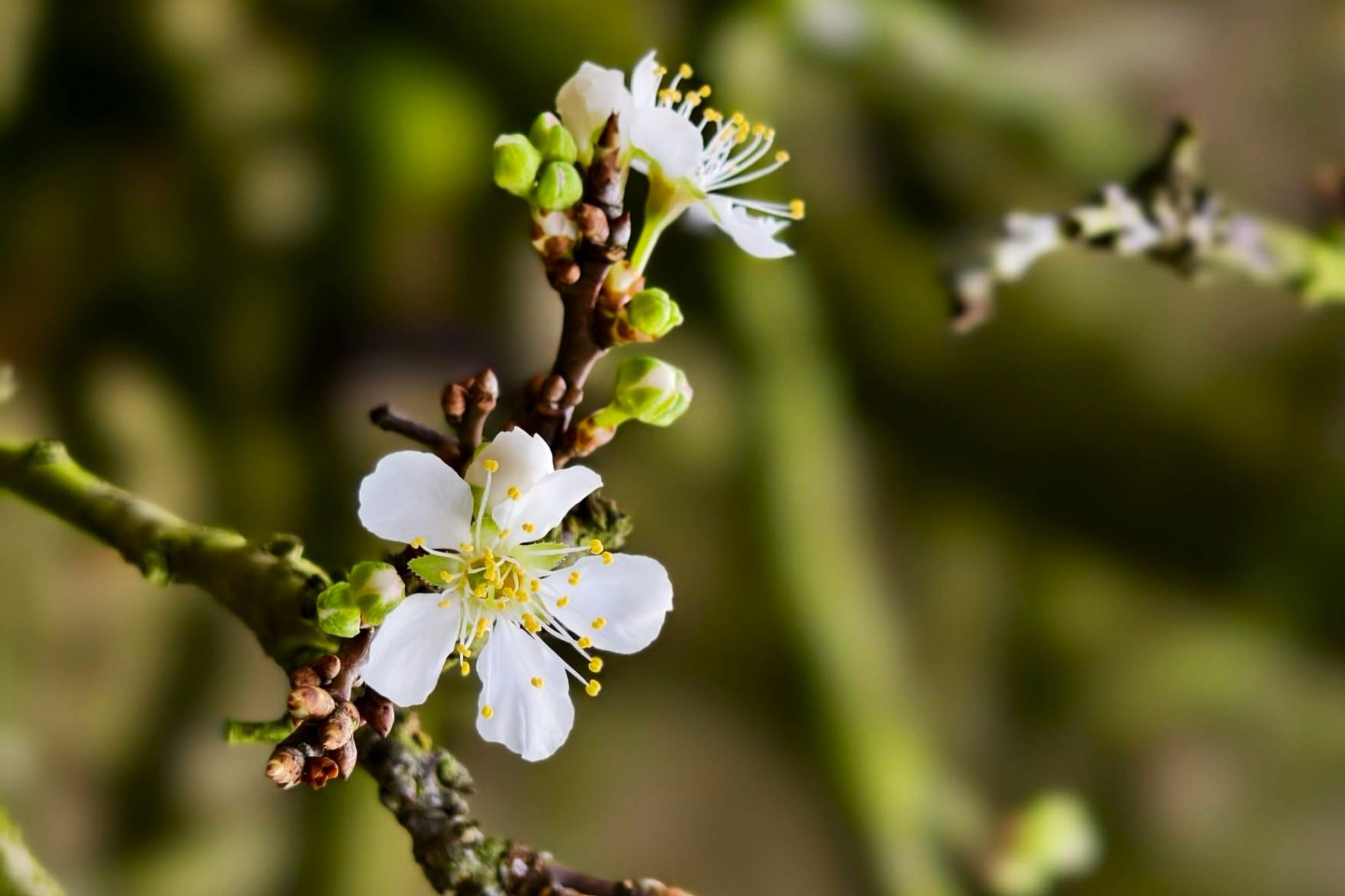 Hoa man no som tren cao nguyen Moc Chau. Anh: Truong Son