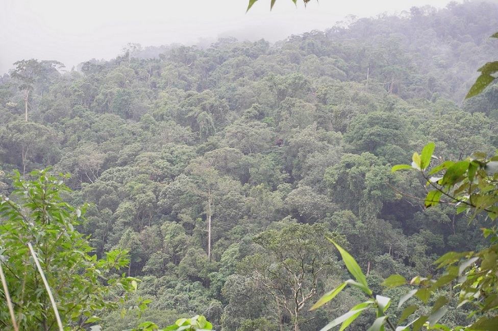 Nhung canh rung tu nhien o xa Minh Long luon duoc nguoi dan bao ve nghiem ngat. Anh: Vien Nguyen