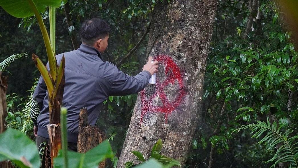 Thanh vien To cong dong bao ve rung thon Lang Ren, xa Minh Long danh dau cay go thuoc pham vi rung duoc bao ve, tranh nguoi dan xam hai, khai thac trai phep. Anh: Vien Nguyen