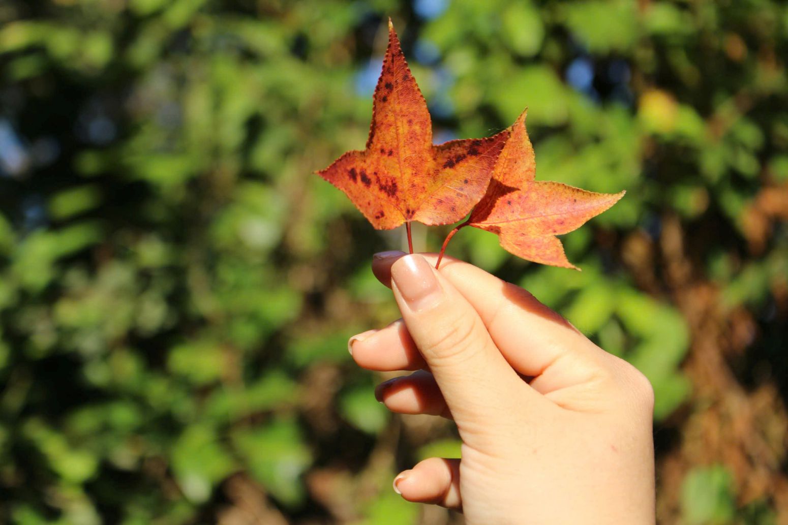 ស្លឹកម៉េផលដែលជ្រុះមានពណ៌ក្រហមស្រស់ឆើតឆាយ។ រូបថត៖ ឡេ ទុយៀន