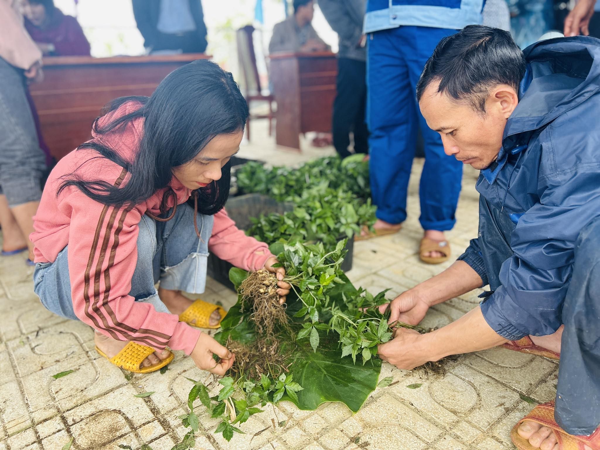 Sam Ngoc Linh khong chi la cay xoa doi giam ngheo; khi trung vu, do la cay lam giau va la niem tu hao cua nguoi Xo Dang, Bh’noong. Anh: Nguyen Hoang