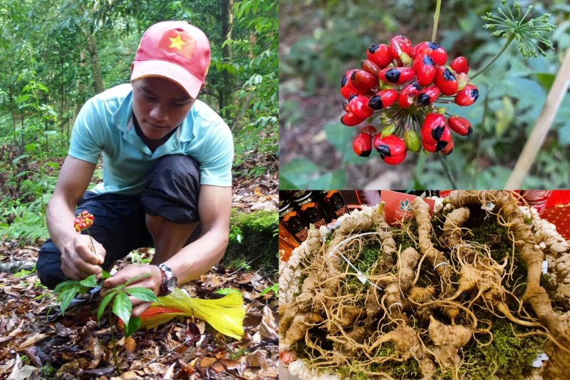 Sam Ngoc Linh khong chi la cay xoa doi giam ngheo; khi trung vu, do la cay lam giau va la niem tu hao cua nguoi Xo Dang, Bh’noong. Anh: Nguyen Hoang