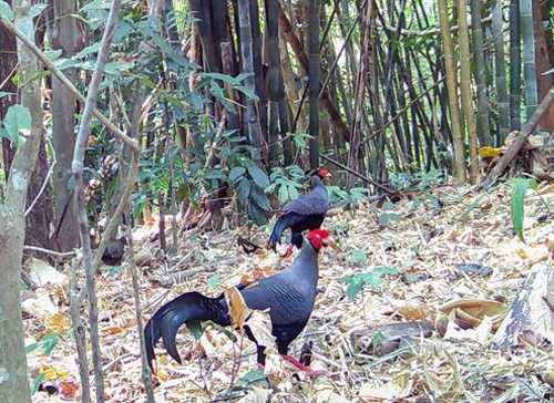 Ga loi hong tia o Vuon quoc gia Chu Mom Ray. Anh: Xuan Thuy