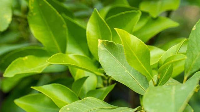 Lemon leaves warm the body, nasal congestion helps reduce cough. Photo: Thuy Tien