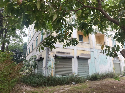 Loat ki-ot dong cua gay lang phi. Anh: Minh Hanh