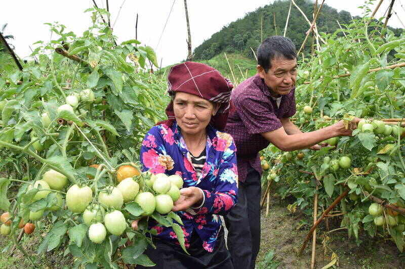 Mo hinh trong ca chua huu co o ban Luot xa Ngoc Chien. Anh: Truong Son