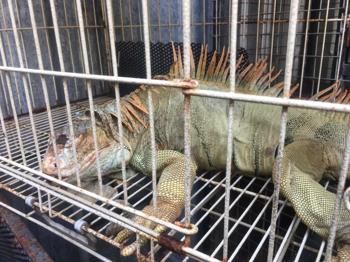 Cac ca the rong Nam My nay co tong trong luong khoang 61,8 kg, voi chieu dai moi con dao dong tu 40 cm den 80 cm. Anh: Kiem Lam TPHCM