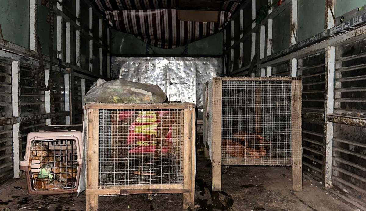 Luc luong kiem lam TPHCM dua ca the rong Nam My ve khu nuoi duong. Anh: Kiem lam TPHCM