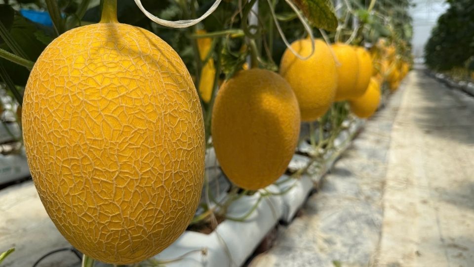 Les fruits du Tet sont soigneusement entretenus et prepares a etre mis en rayon pour servir les acheteurs. Photo : Hoang Loc