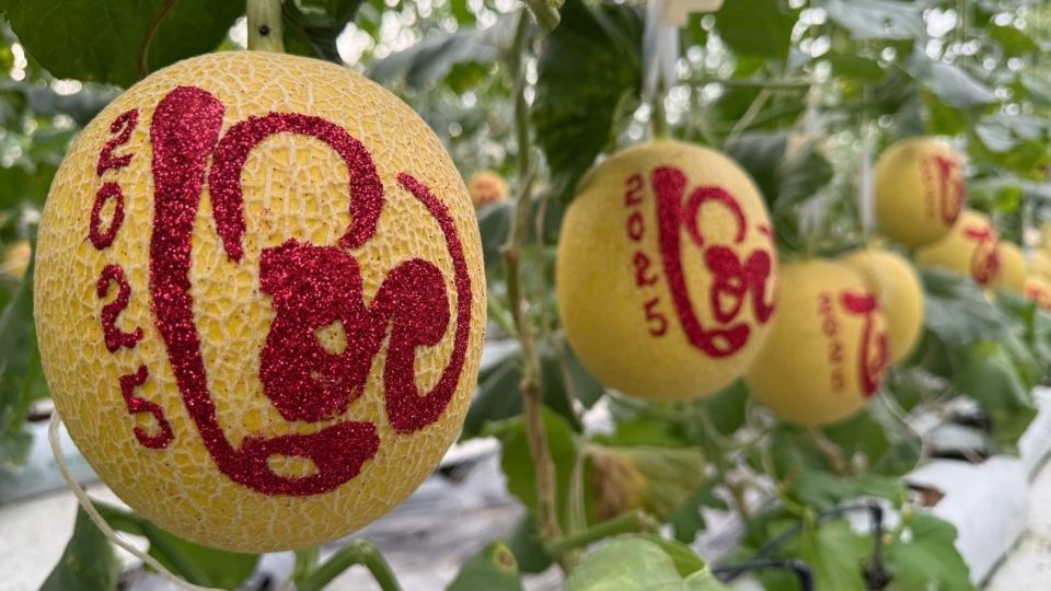 Nong dan cham soc trai cay, chuan bi cho mua Tet (Dua luoi viet chu thu phap Tet 2025). Anh: Hoang Loc