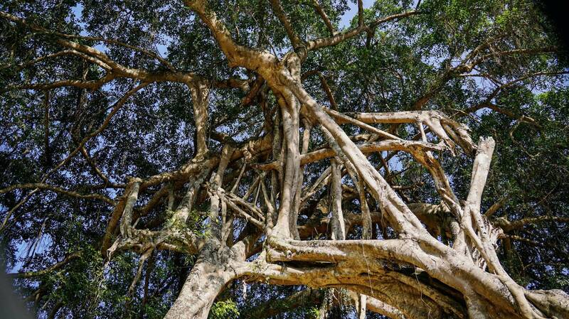 Rung Tan Trao giu duoc su da dang ve tham thuc vat, dong vat. Anh: Viet Bac