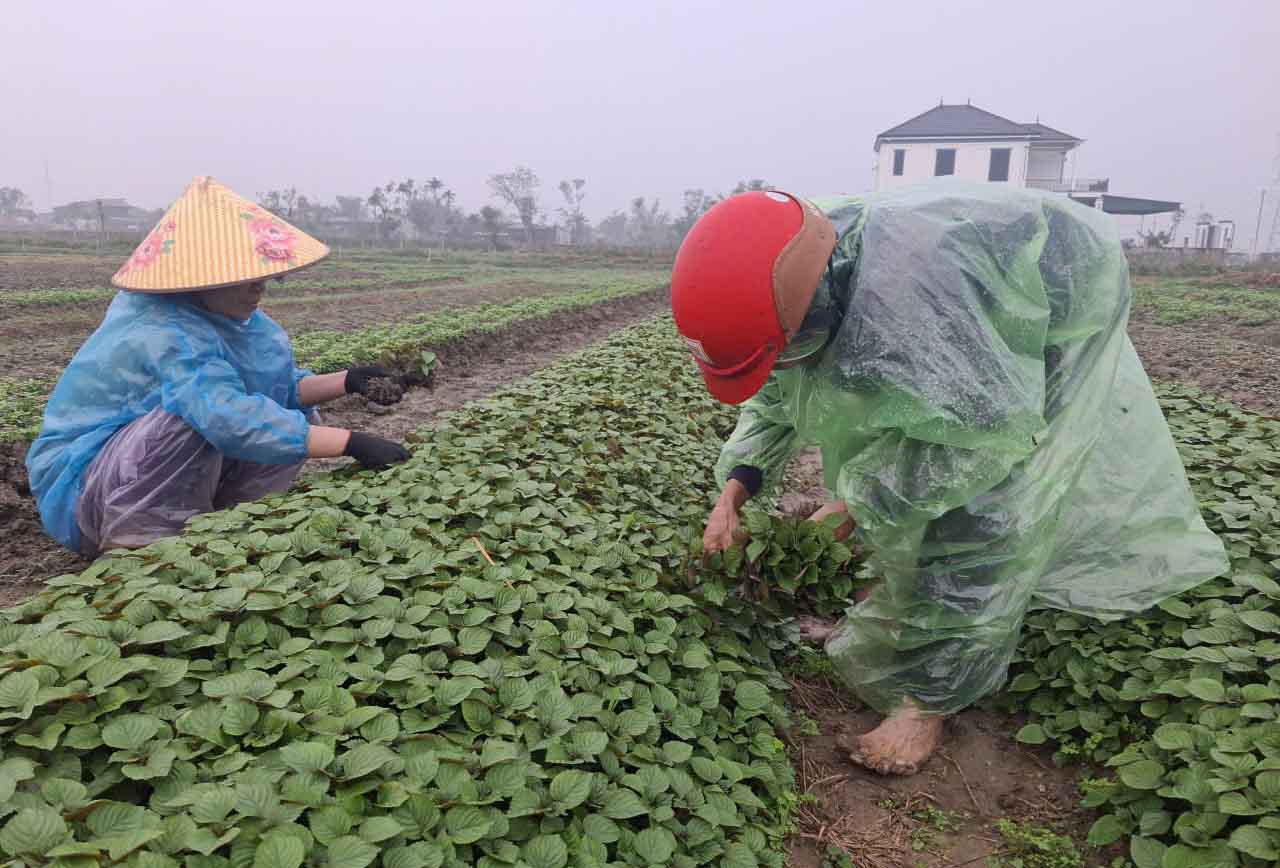 Ba Binh (ben trai) cung chi gai minh dang nho rau de ban. Anh: Tran Tuan.