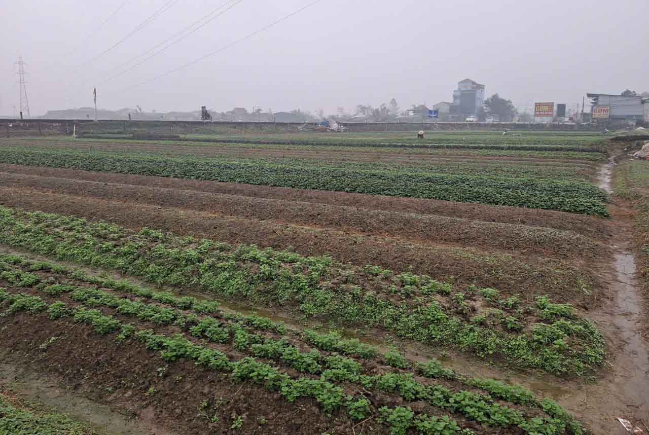 Canh dong rau o To dan pho La Xa vua duoc nguoi dan trong lai sau lu lut. Anh: Tran Tuan.
