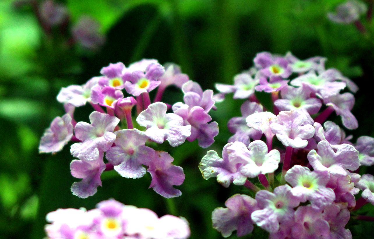 Nguoi trong hoa o lang hoa Sa Dec thuong xuyen suu tam cac giong hoa kieng moi tu cac dia phuong trong va ngoai nuoc nen de tai sang tac rat phong phu. Anh: Thanh Mai