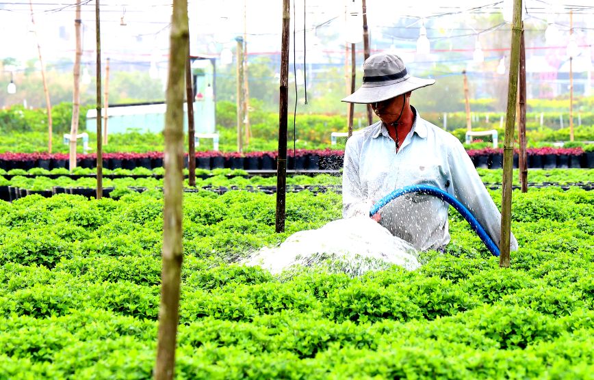 Cham soc hoa cuc o lang hoa Sa Dec. Anh: Thanh Mai