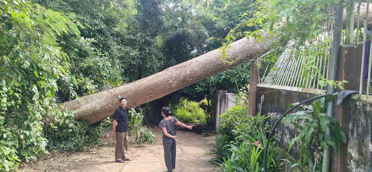 Ancient trees in Buon Ma Thuot ward (Dak Lak province) were uprooted and fell into people's houses. Photo: Tien Thoai