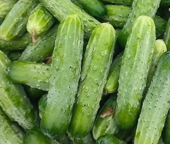 Cucumbers help lose weight, but not everyone can eat them regularly. Photo: Kieu Vu