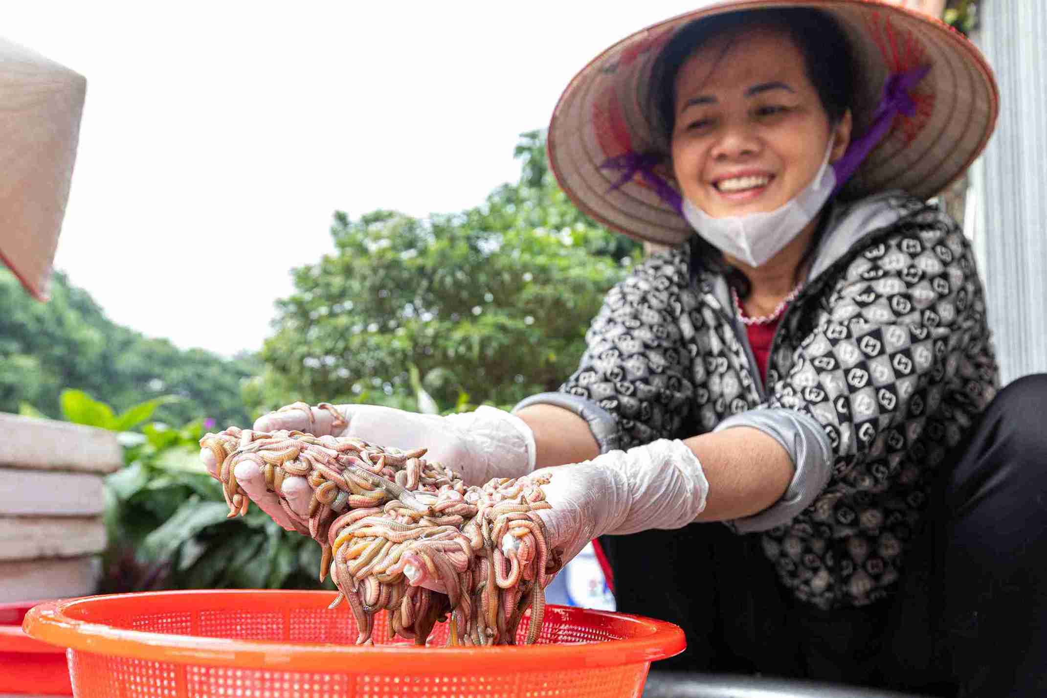 Ruoi sau khi thu hoach duoc so che, phan loai ngay tai ruong. Anh: Mai Huong