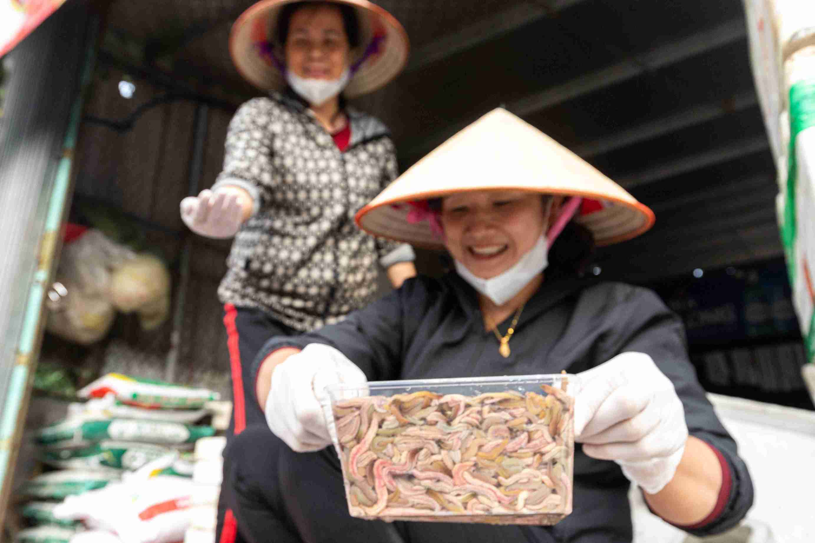 Ruoi mang lai nguon thu dang ke cho nhieu lang que Hai Phong. Anh: Mai Huong