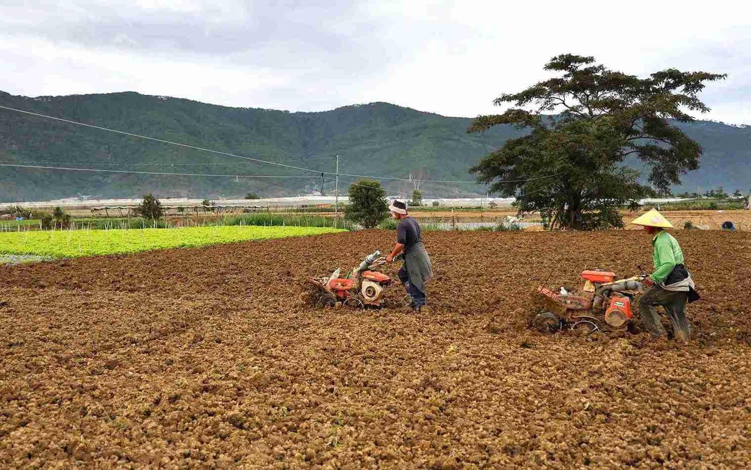 Nguoi dan xu rau xanh o Lam Dong dang tap trung cai tao dat de xuong cac giong rau kip cho vu Tet. Anh: Phuc Khanh