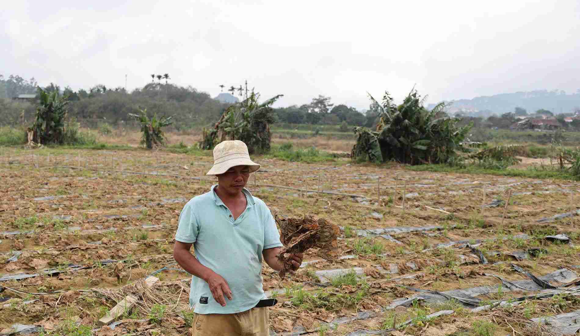 Hau het cac vuon rau xanh ben bo song Da Nhim cua nguoi dan xa cac xa D'ran, Ka Do, Don Duong... bi xoa so rau tran lu lich su cuoi thang 11. Anh: Phuc Khanh