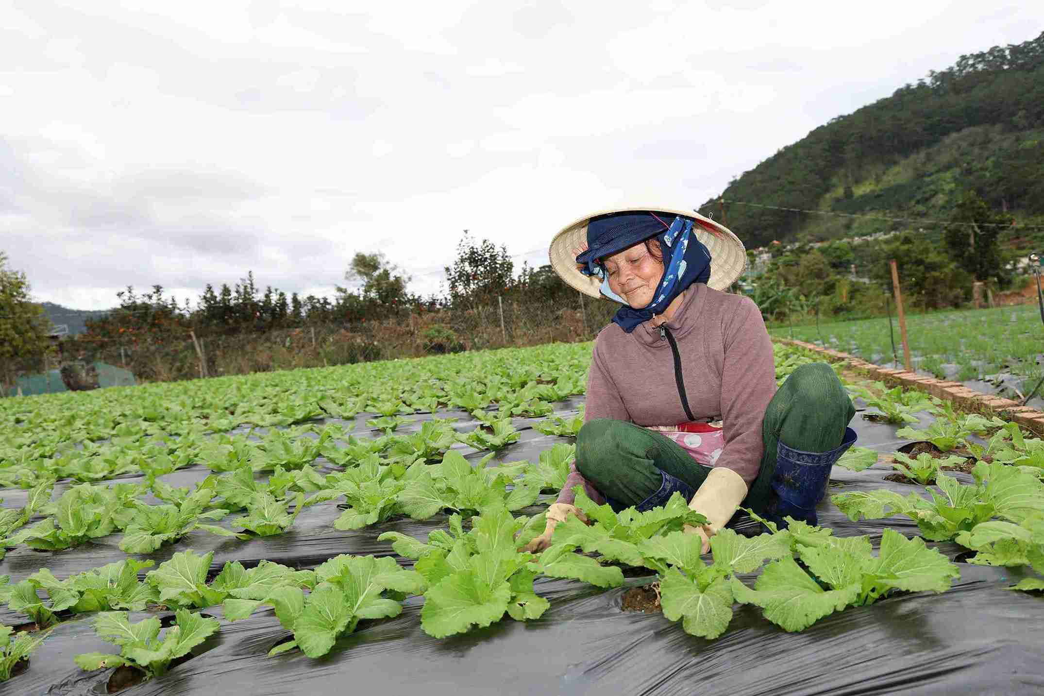 Mau xanh cua rau da hoi sinh tro lai tren cac canh dong doc theo bo song Da Nhim. Anh: Phuc Khanh