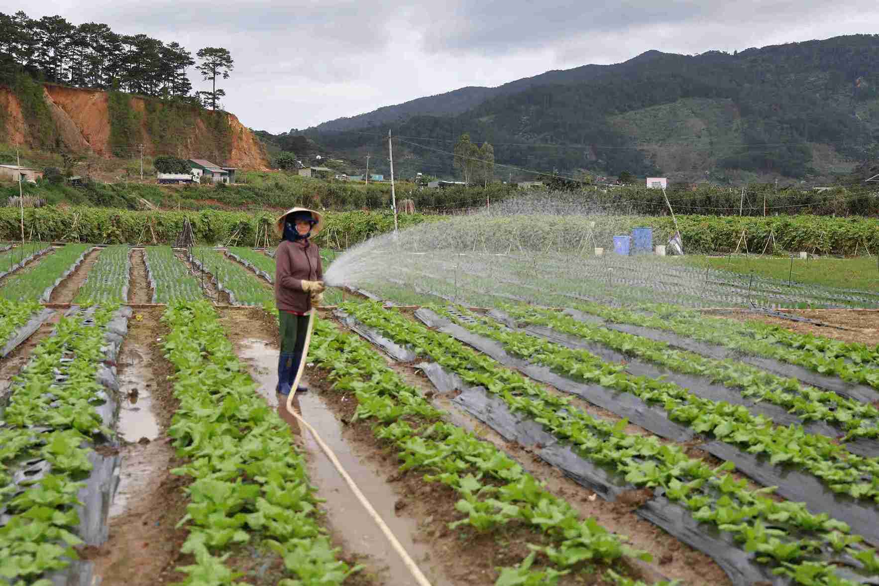 The green vegetable capital of Lam Dong is gradually reviving after a long historic flood. Photo: Phuc Khanh