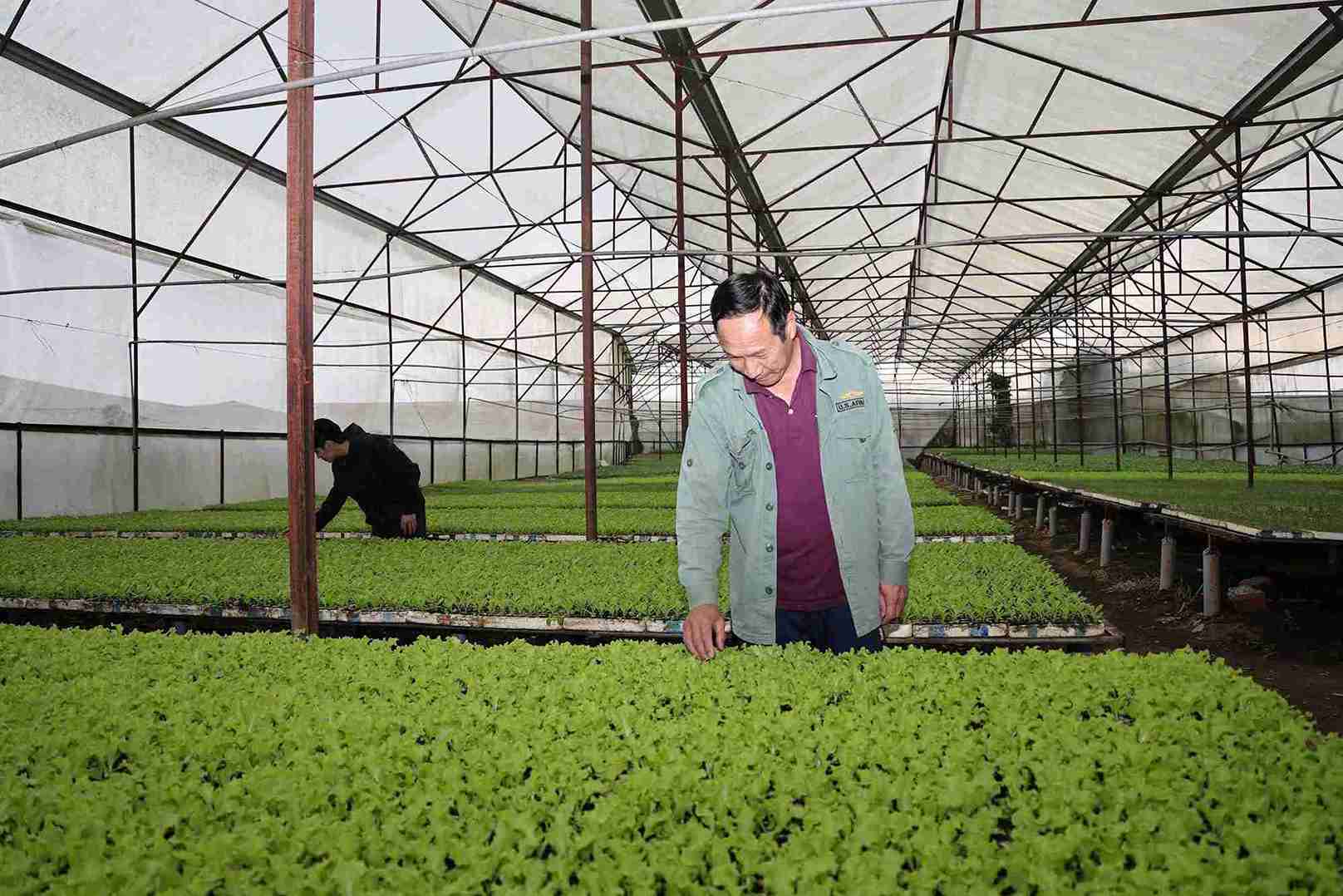 Ong Nguyen Thanh Hai, chu 1 vuon uom tai xa D'ran chuan bi giong rau cung cap cho nguoi trong rau sau lu. Anh: Phuc Khanh