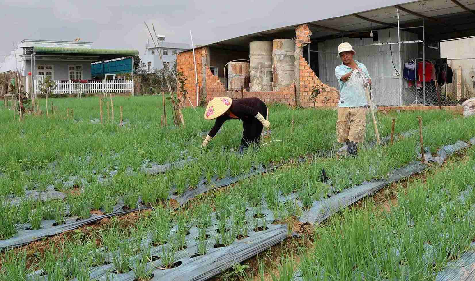 Nguoi dan xu rau D'ran dang tat bat xuong giong cac loai rau va hua hen co mot vu rau Tet boi thu. Anh: Phuc Khanh