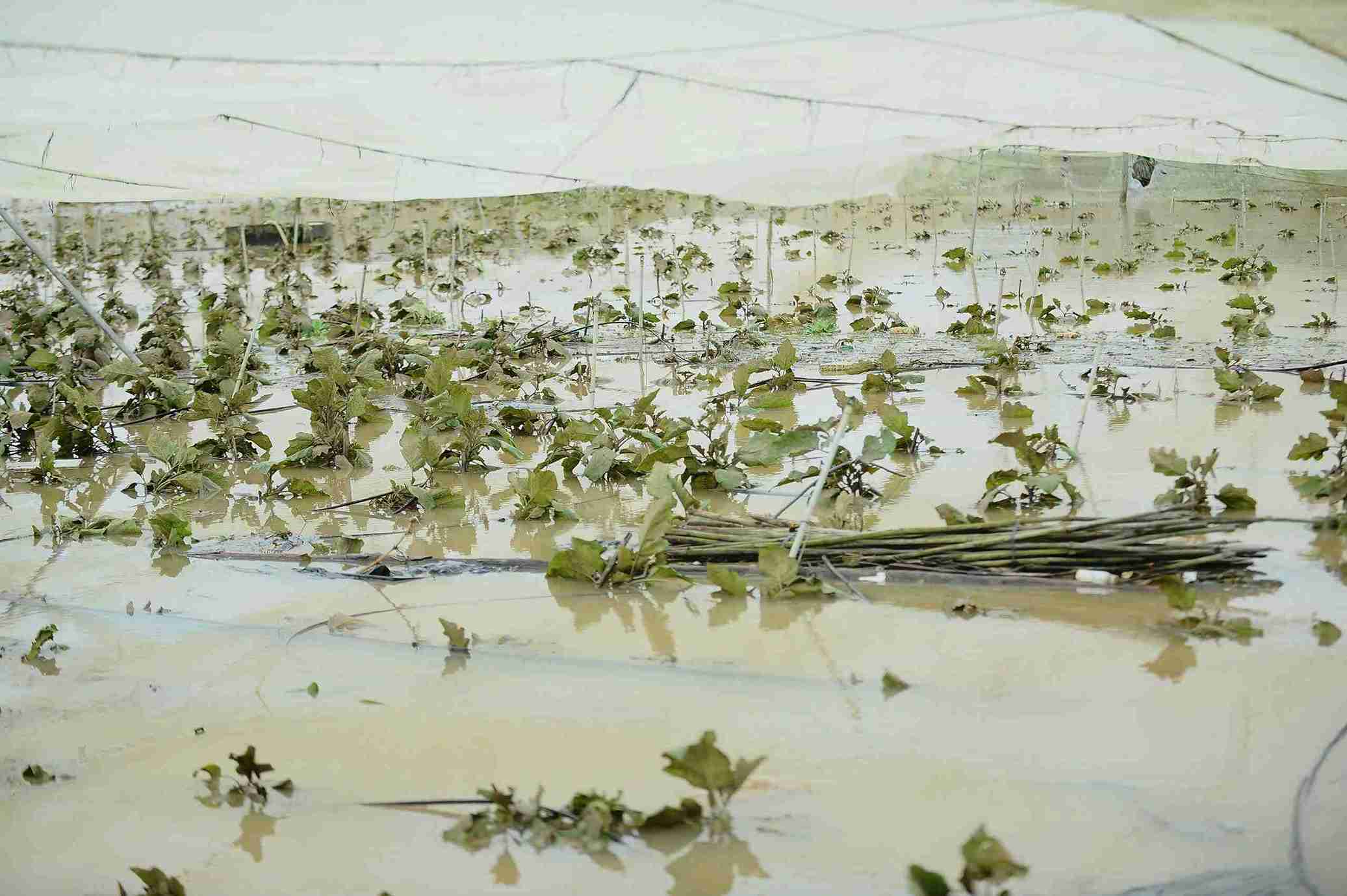 Mua lu trien mien khien nhieu dien tich trong rau xanh tai xa D'ran bi xoa so. Anh: Phuc Khanh