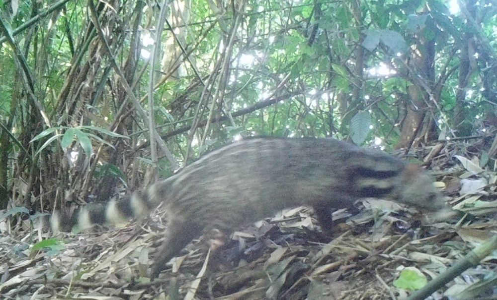 Thunder (Viverra zibetha); Group IIB. Photo: KBT Pu Hu