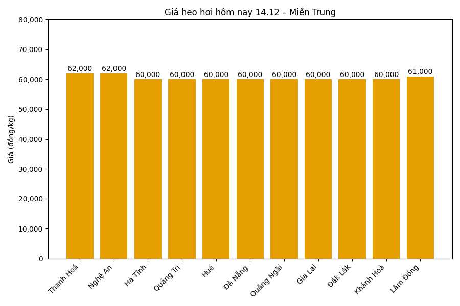 Gia heo hoi hom nay 14.12 tai khu vuc mien Trung. Do hoa: Thuy Linh.