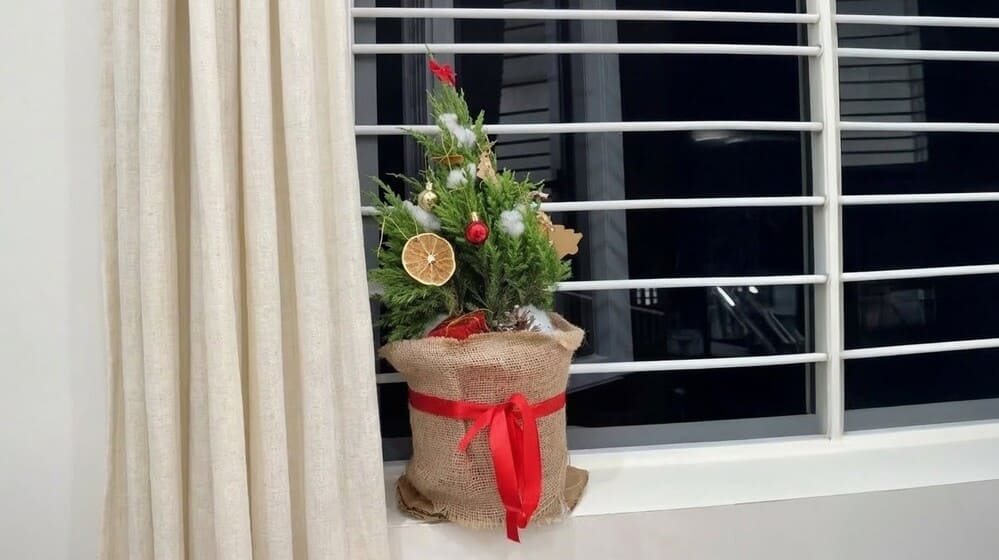 향기로운 소나무를 관리하려면 크리스마스를 맞이하여 신선도와 오래 지속되는 향기를 보장하기 위해 몇 가지 원칙을 적용해야 합니다. 사진: 뚜언 닷