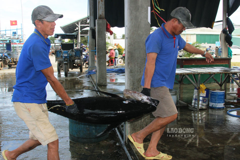 Ca ngu duoc ngu dan van chuyen vao cang. Anh: Hoai Phuong
