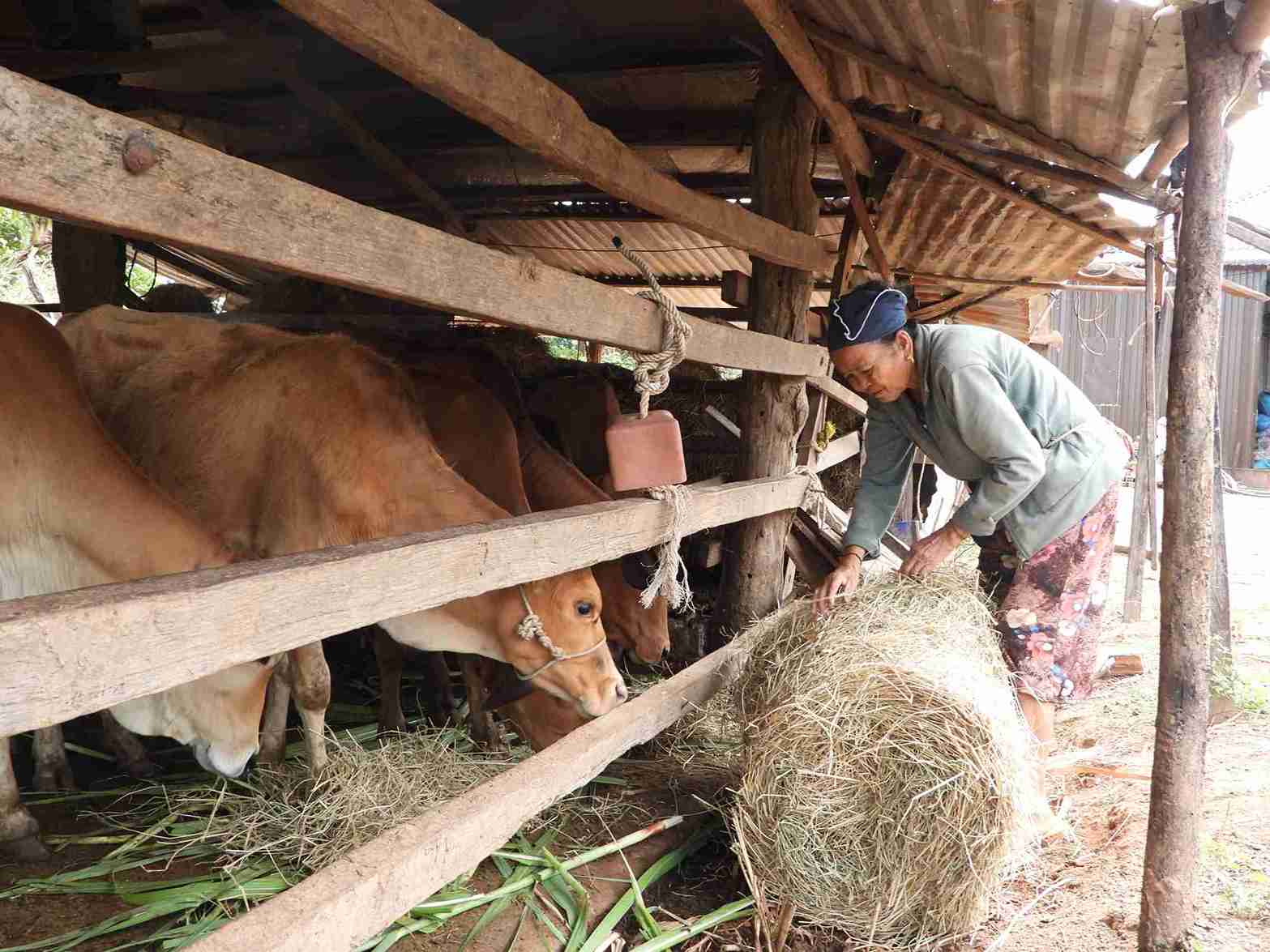 Livestock is an industry that accounts for a large proportion of the economic structure in the border commune of Iaiap (Dak Lak province), helping many households escape poverty. Photo: Bao Trung