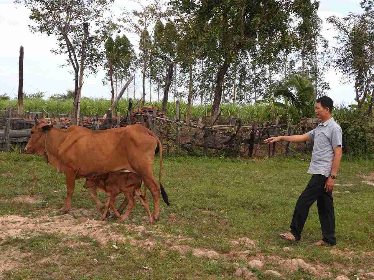 Livestock is an industry that accounts for a large proportion of the economic structure in Ia Lap commune, Dak Lak province. Photo: Bao Trung