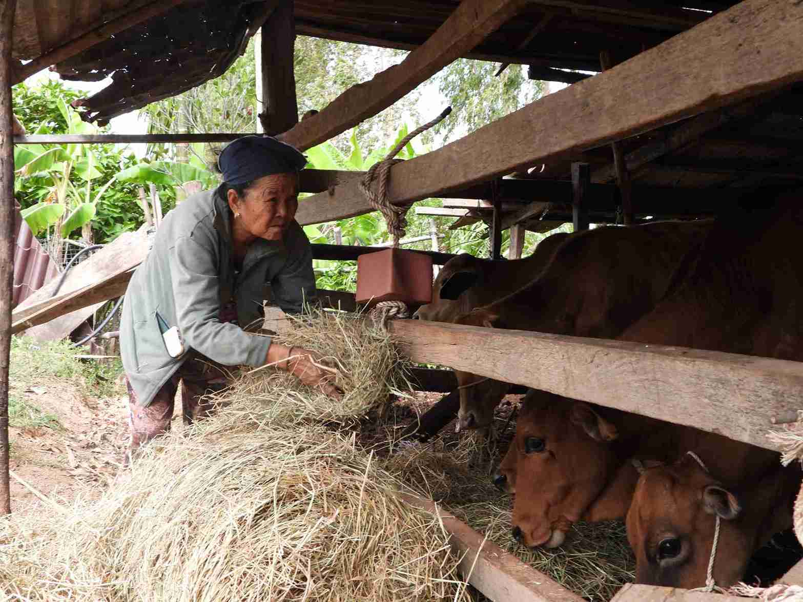 Nguoi dan toc thieu so o xa lao dong, chan nuoi de phat trien kinh te. Anh: Bao Trung