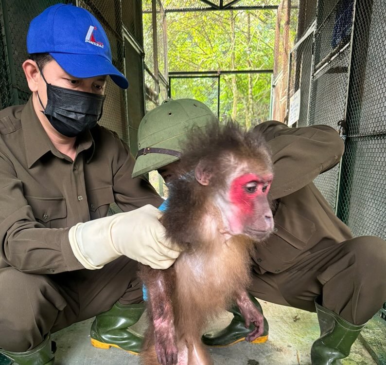 The rare red-faced monkey got lost in a residential area. Photo: Center for Rescue, Conservation and Development of Creatures in Phong Nha - Ke Bang National Park