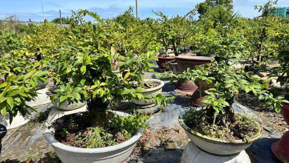 Cac cay mai duoc tao dang, uon canh phuc vu thi truong Tet. Anh: Duy Tuan