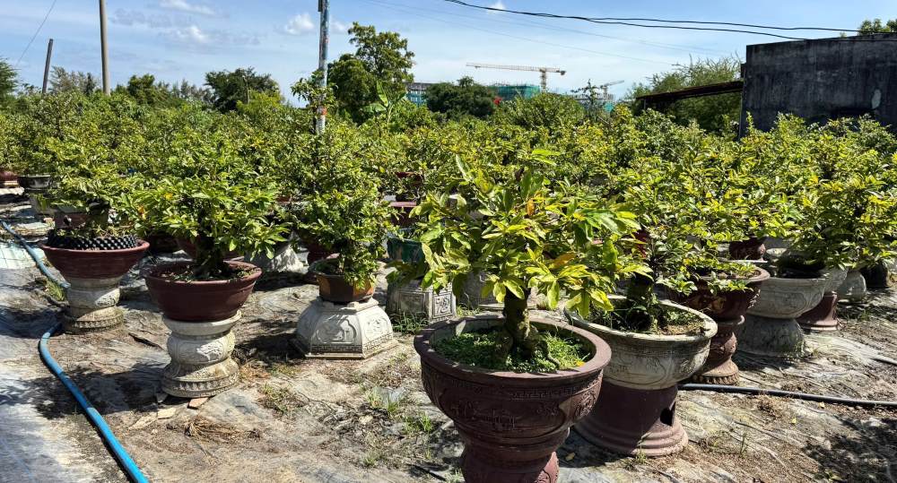 Vuon mai tet dang duoc cham soc. Anh: Duy Tuan